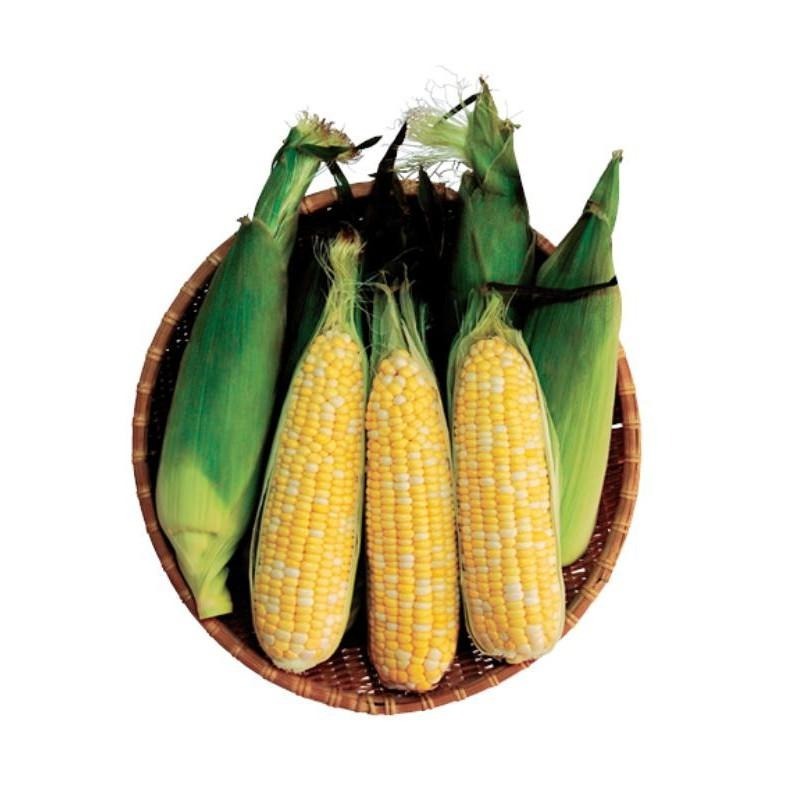 【真滋蜜】超甜雙色水果玉米 種子 450公克 超薄皮 非基改玉米 玉米種子-細節圖3