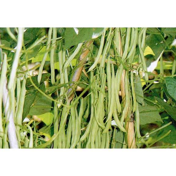 【長青敏豆種子】四季豆種子 600g 敏豆 白仁白綠莢7寸敏豆 雲豆 夏天蔬菜種子-細節圖3