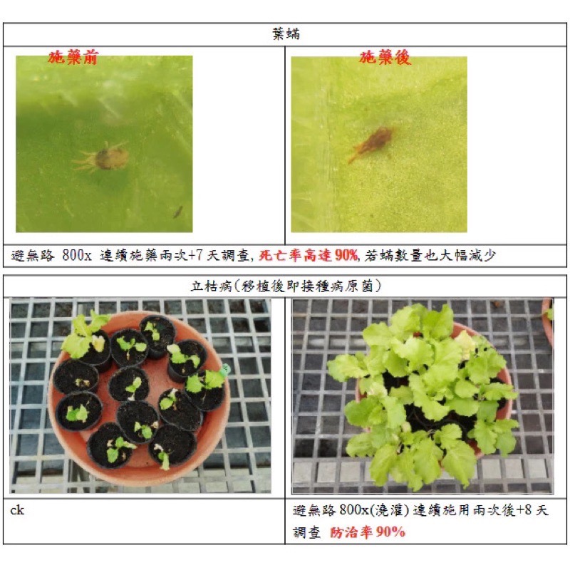 【興農牌】避無路+黑修羅+藻興農組合 芭樂果樹顧欉 無毒免登資材 紅蜘蛛 介殼蟲 蚜蟲 螞蟻(果樹 花木 盆栽適用)-細節圖4
