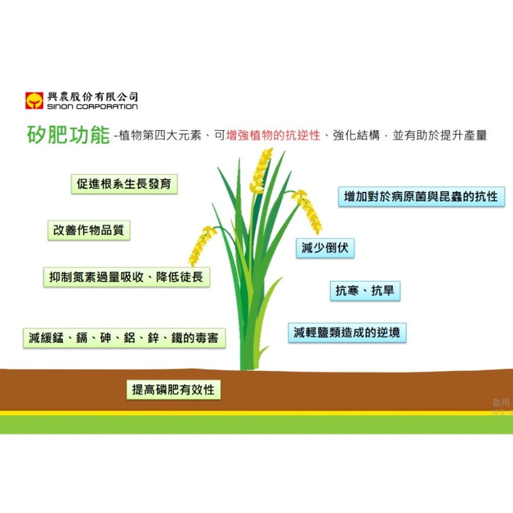 【興農牌】汐鈣贊 1L 『奈米級』碳酸鈣+二氧化矽 抗病 抗蟲 增強細胞壁 提供保護層 鈣肥矽肥-細節圖3