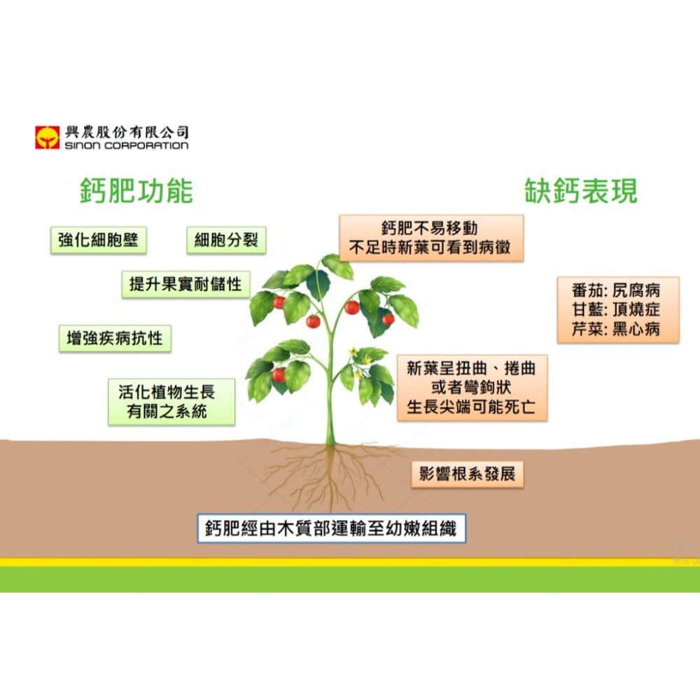 【興農牌】汐鈣贊 1L 『奈米級』碳酸鈣+二氧化矽 抗病 抗蟲 增強細胞壁 提供保護層 鈣肥矽肥-細節圖4