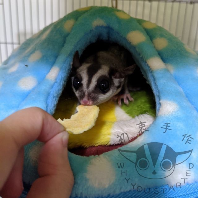 蘋果乾｜雞肉乾｜鯛魚乾-細節圖3