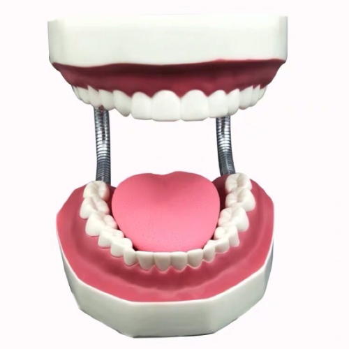 保母考試用品/兒童牙齒/六倍牙齒/二倍牙齒/齒模/1:11:1牙齒/蛀牙牙齒/矯正牙齒模型