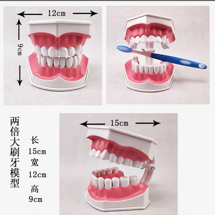 保母考試用品/兒童牙齒/六倍牙齒/二倍牙齒/齒模/1:11:1牙齒/蛀牙牙齒/矯正牙齒模型-細節圖5