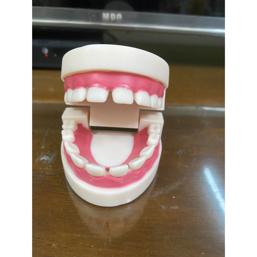 保母考試用品/兒童牙齒/六倍牙齒/二倍牙齒/齒模/1:11:1牙齒/蛀牙牙齒/矯正牙齒模型-細節圖8