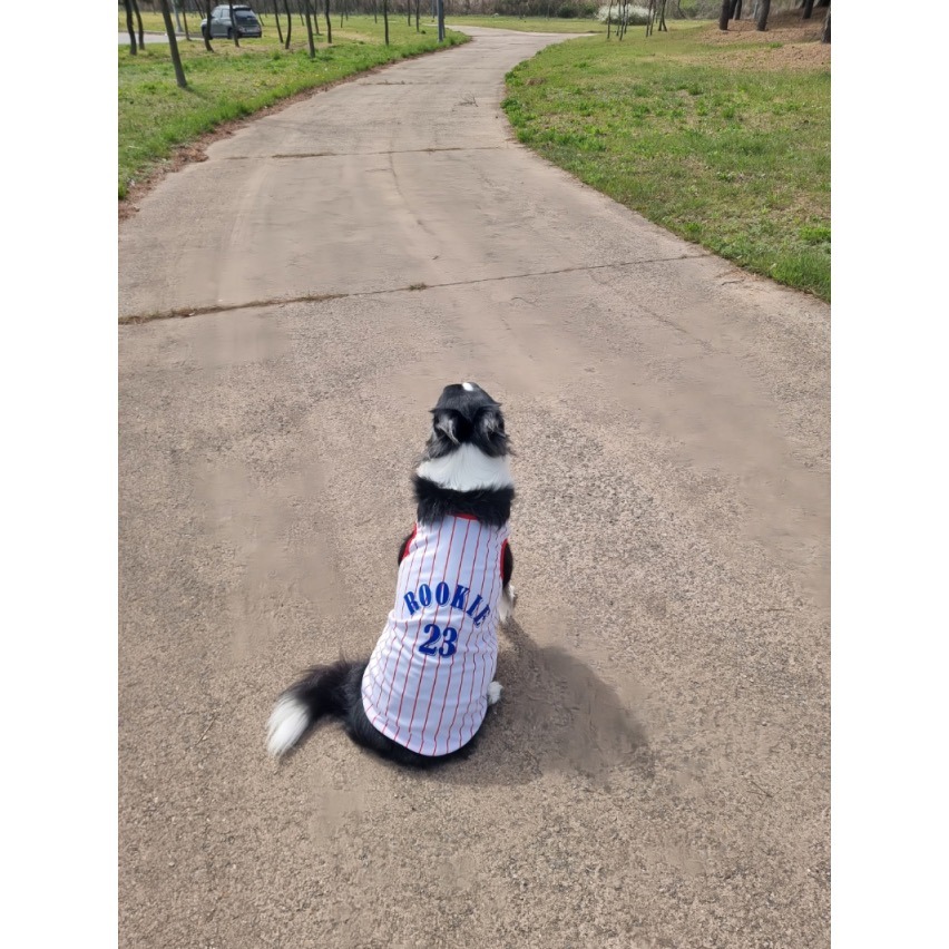 （正韓）籃球透氣寵物衣服 保暖狗衣服 貓咪衣服  小型犬 中型犬  貴賓 吉娃娃 狐狸犬 馬爾濟斯-細節圖2