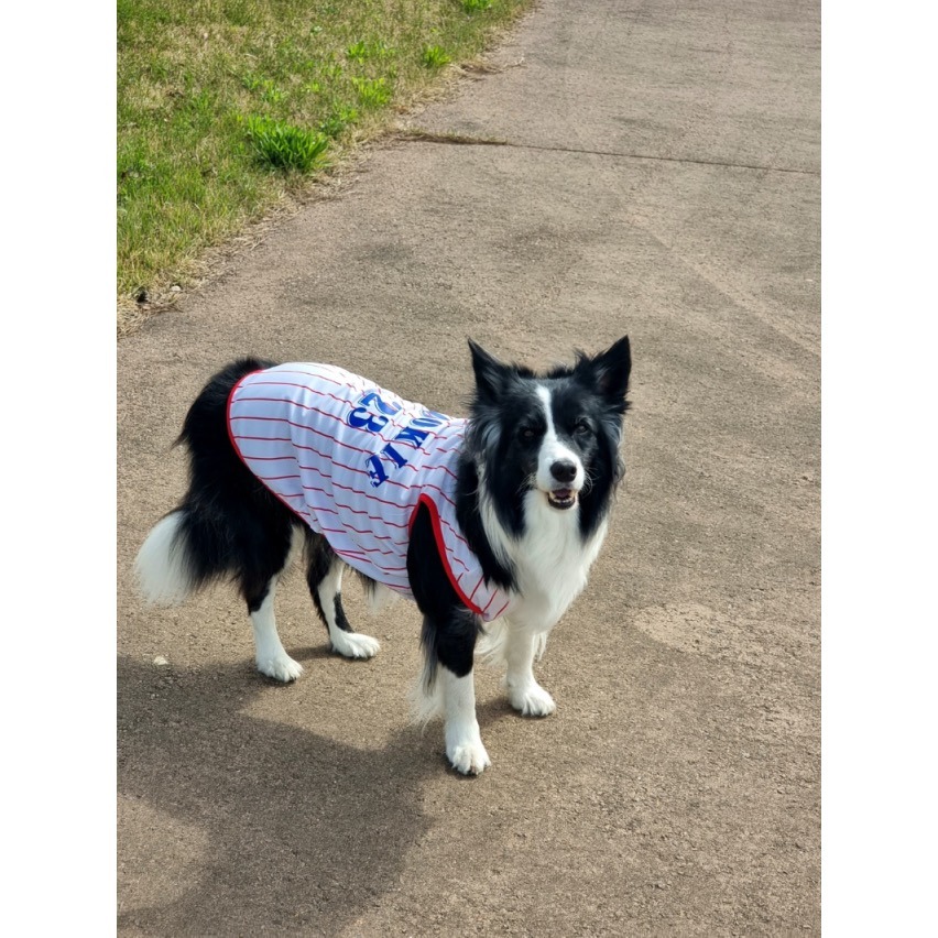 （正韓）籃球透氣寵物衣服 保暖狗衣服 貓咪衣服  小型犬 中型犬  貴賓 吉娃娃 狐狸犬 馬爾濟斯-細節圖3