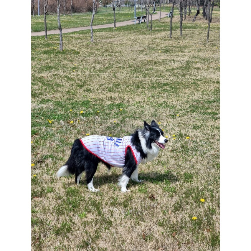 （正韓）籃球透氣寵物衣服 保暖狗衣服 貓咪衣服  小型犬 中型犬  貴賓 吉娃娃 狐狸犬 馬爾濟斯-細節圖4