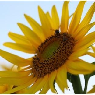 🍯德國百年老店Dreyer向日葵蜂蜜500g，可做蜂蜜面膜 也有椴樹蜂蜜，刺槐蜂蜜 Sunflower Honey-細節圖2