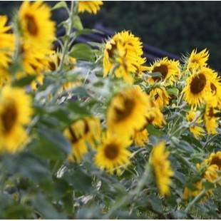 🍯德國百年老店Dreyer向日葵蜂蜜500g，可做蜂蜜面膜 也有椴樹蜂蜜，刺槐蜂蜜 Sunflower Honey-細節圖3