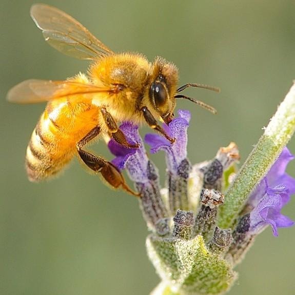 🍯德國Dreyer金蜂蜜500g 黃金蜂蜜，金蜜蜂蜂蜜、槐花蜂蜜 椴樹蜜，向日葵蜂蜜 GoldenBee Honey-細節圖2