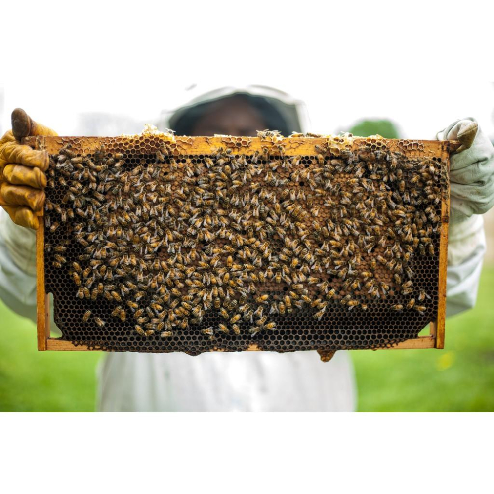 🍯德國Dreyer 黑森林蜂蜜 500g 野蜂蜜，刺槐蜂蜜、槐花蜂蜜 椴樹蜂蜜，向日葵蜂蜜，Forest Honey-細節圖9