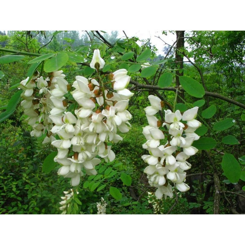 🍯德國Dreyer洋槐蜂蜜500g，刺槐蜂蜜、槐花蜜，金合歡蜂蜜 蜂蜜面膜 椴樹，向日葵，Acacia Honey-細節圖4