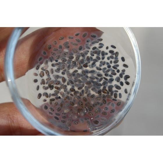 （三色貓）1斤1包195元 奇蹟牌奇亞籽 鼠尾草籽 Chia Seeds 奇亞子 奇異籽 另有辣木粉椰子油台北市OK-細節圖7