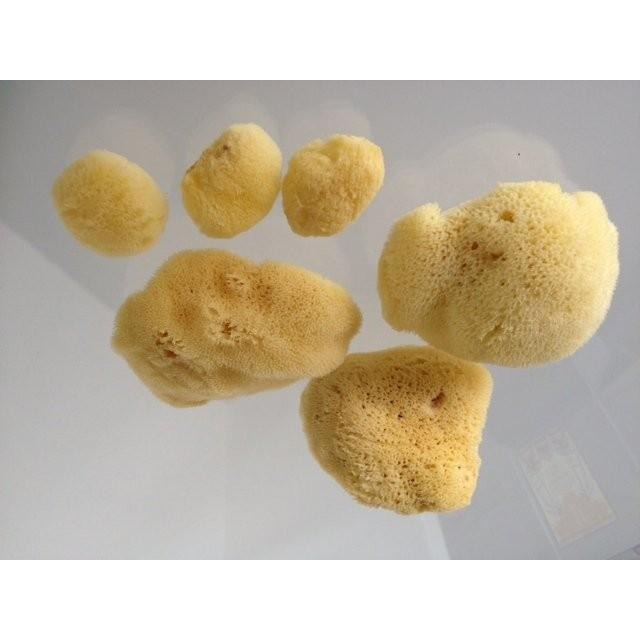 現貨【三色貓】歐洲希臘地中海天然海綿5粒組(內有1特大1大3小)去角質/粉刺，沐浴海綿/洗臉海綿， 成人嬰兒洗澡-細節圖2