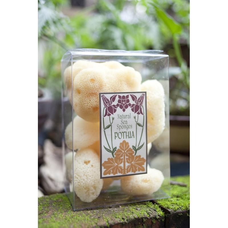 現貨【三色貓】歐洲希臘地中海天然海綿5粒組(內有1特大1大3小)去角質/粉刺，沐浴海綿/洗臉海綿， 成人嬰兒洗澡-細節圖3