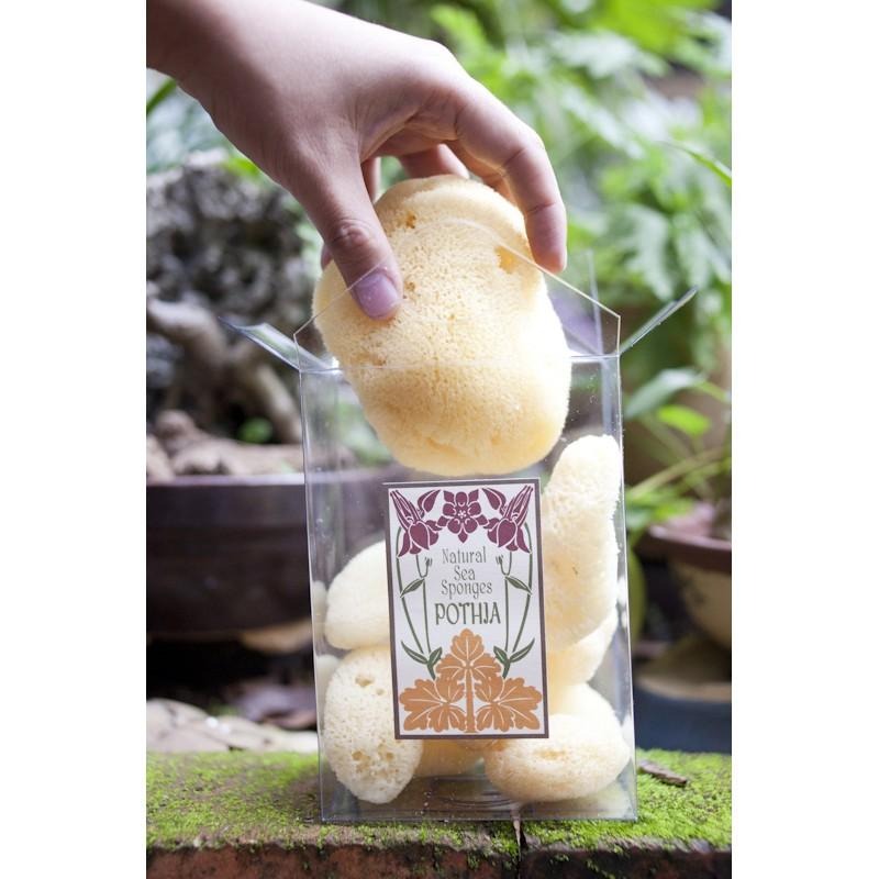 現貨【三色貓】歐洲希臘地中海天然海綿5粒組(內有1特大1大3小)去角質/粉刺，沐浴海綿/洗臉海綿， 成人嬰兒洗澡-細節圖4