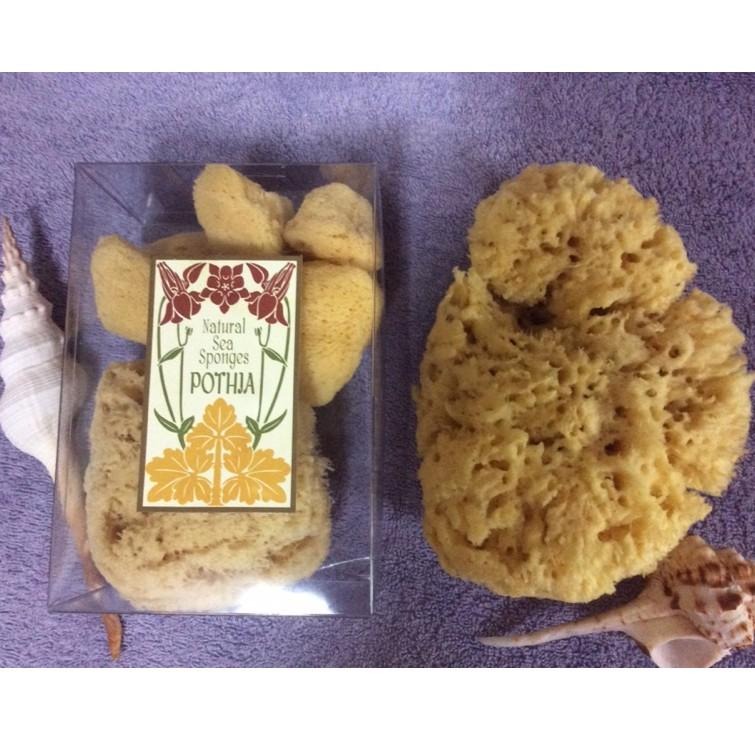 現貨【三色貓】歐洲希臘地中海天然海綿5粒組(內有1特大1大3小)去角質/粉刺，沐浴海綿/洗臉海綿， 成人嬰兒洗澡-細節圖5