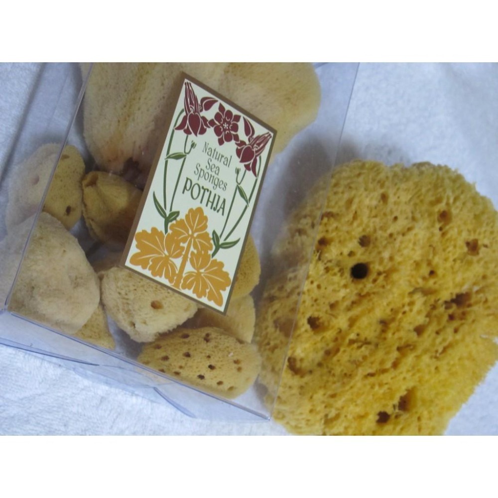 現貨【三色貓】歐洲希臘地中海天然海綿5粒組(內有1特大1大3小)去角質/粉刺，沐浴海綿/洗臉海綿， 成人嬰兒洗澡-細節圖6