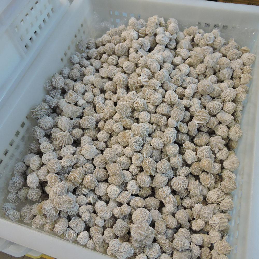 ~墨西哥~沙漠玫瑰~-細節圖2