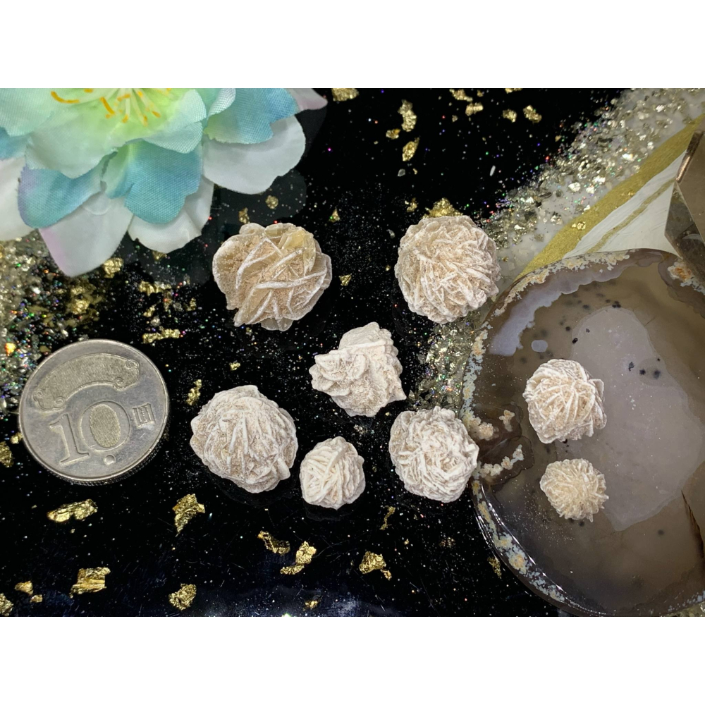 ~墨西哥~沙漠玫瑰~-細節圖5