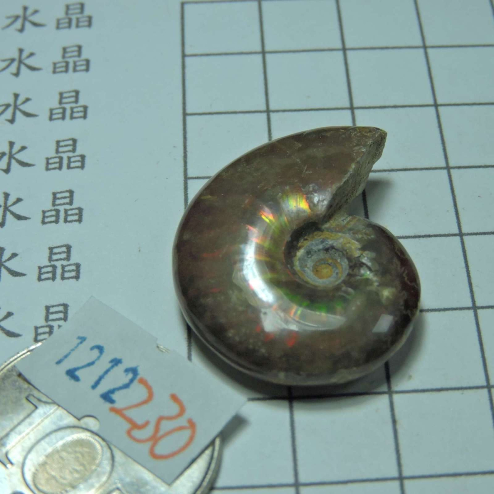 ~1212~斑彩螺菊石~拋光~230-細節圖2