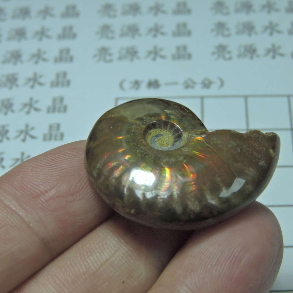 ~1212~斑彩螺菊石~拋光~230-細節圖3