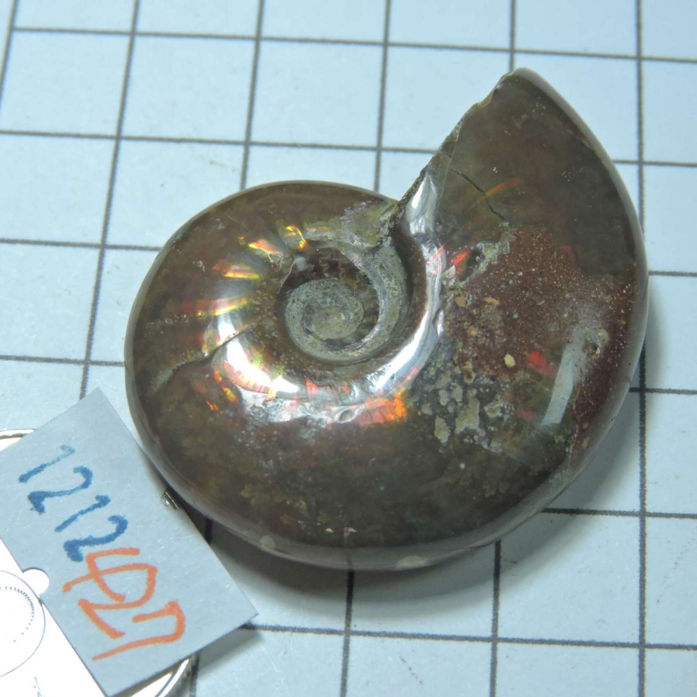 ~1212~斑彩螺菊石~拋光~427-細節圖2