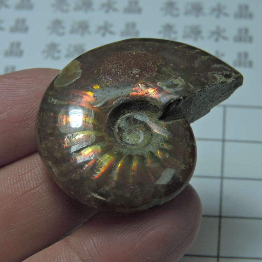 ~1212~斑彩螺菊石~拋光~427-細節圖3