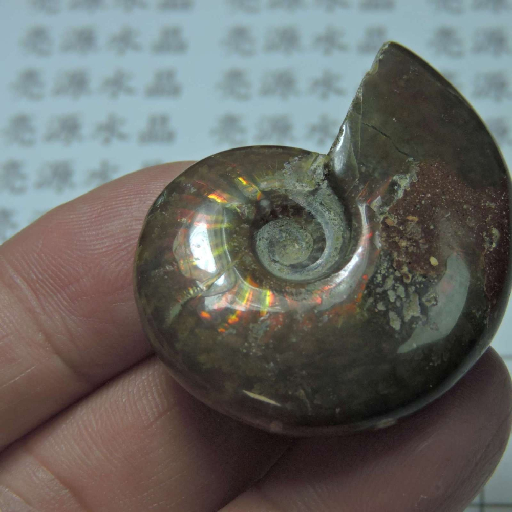 ~1212~斑彩螺菊石~拋光~427-細節圖4