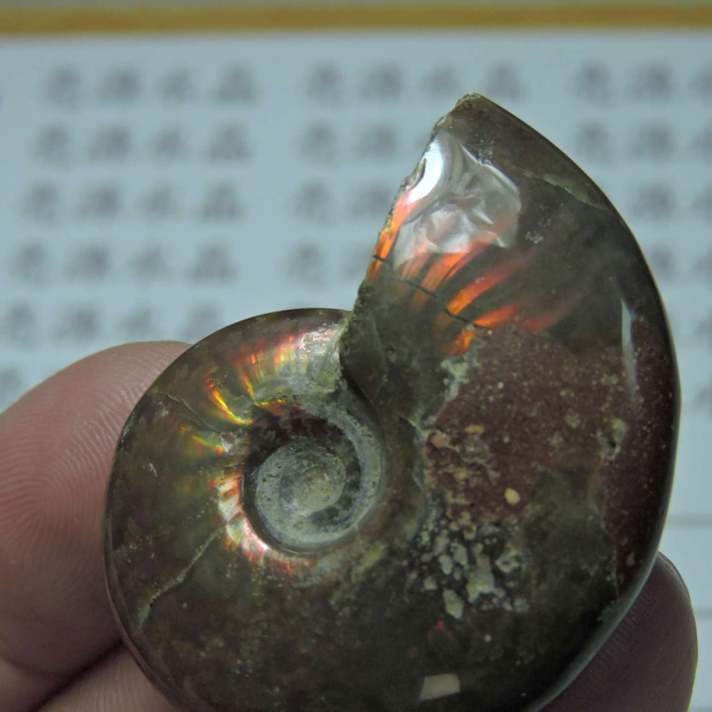 ~1212~斑彩螺菊石~拋光~427-細節圖5