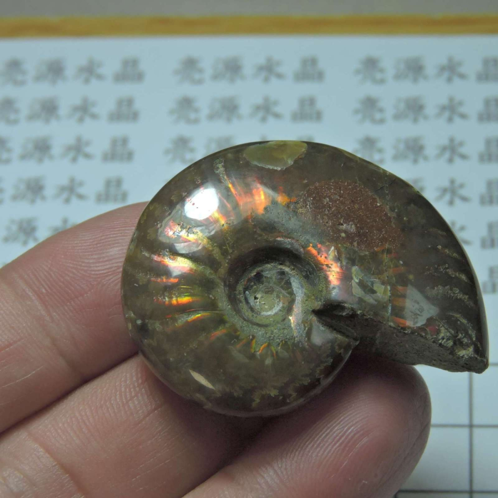 ~1212~斑彩螺菊石~拋光~427-細節圖6