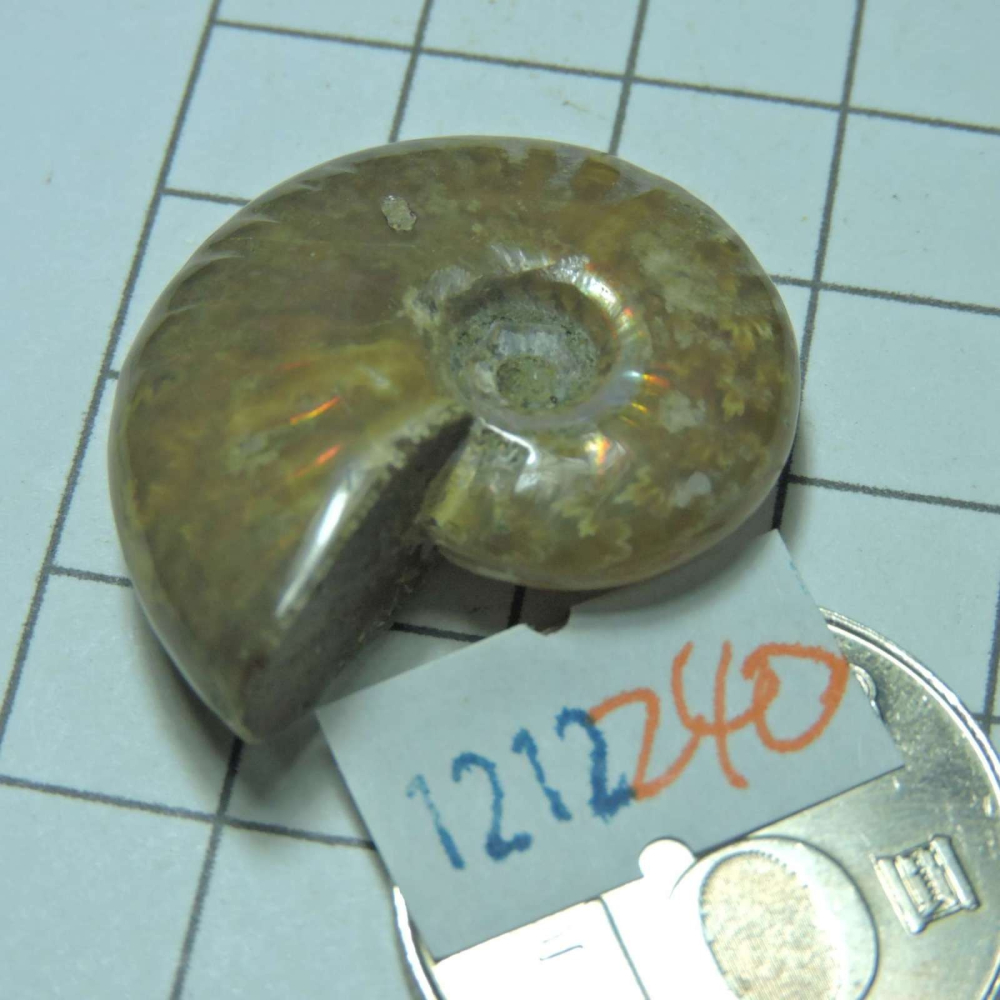 ~1212~斑彩螺菊石~拋光~240-細節圖2