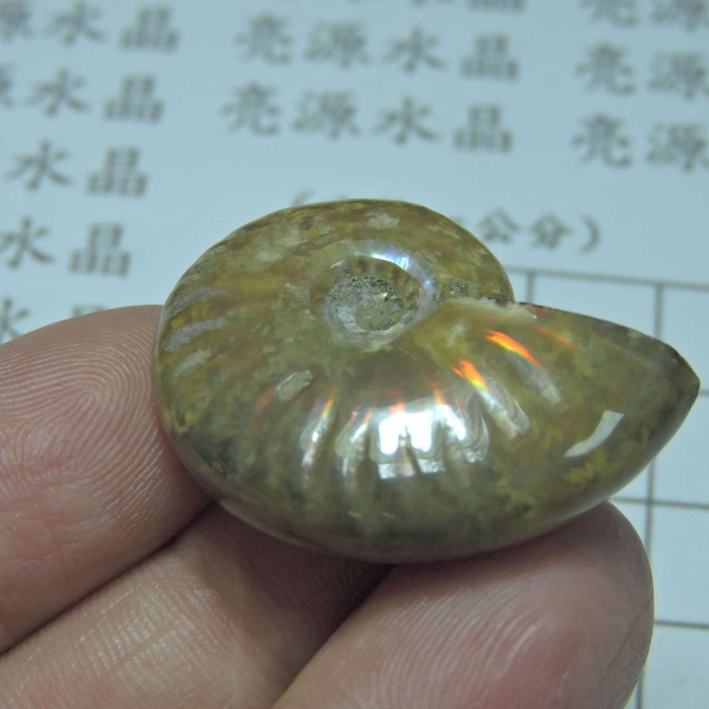 ~1212~斑彩螺菊石~拋光~240-細節圖3