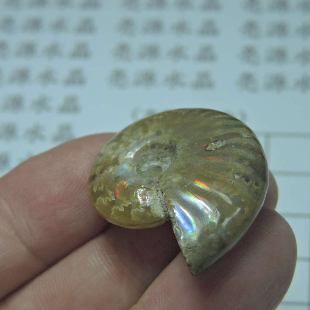 ~1212~斑彩螺菊石~拋光~240-細節圖4