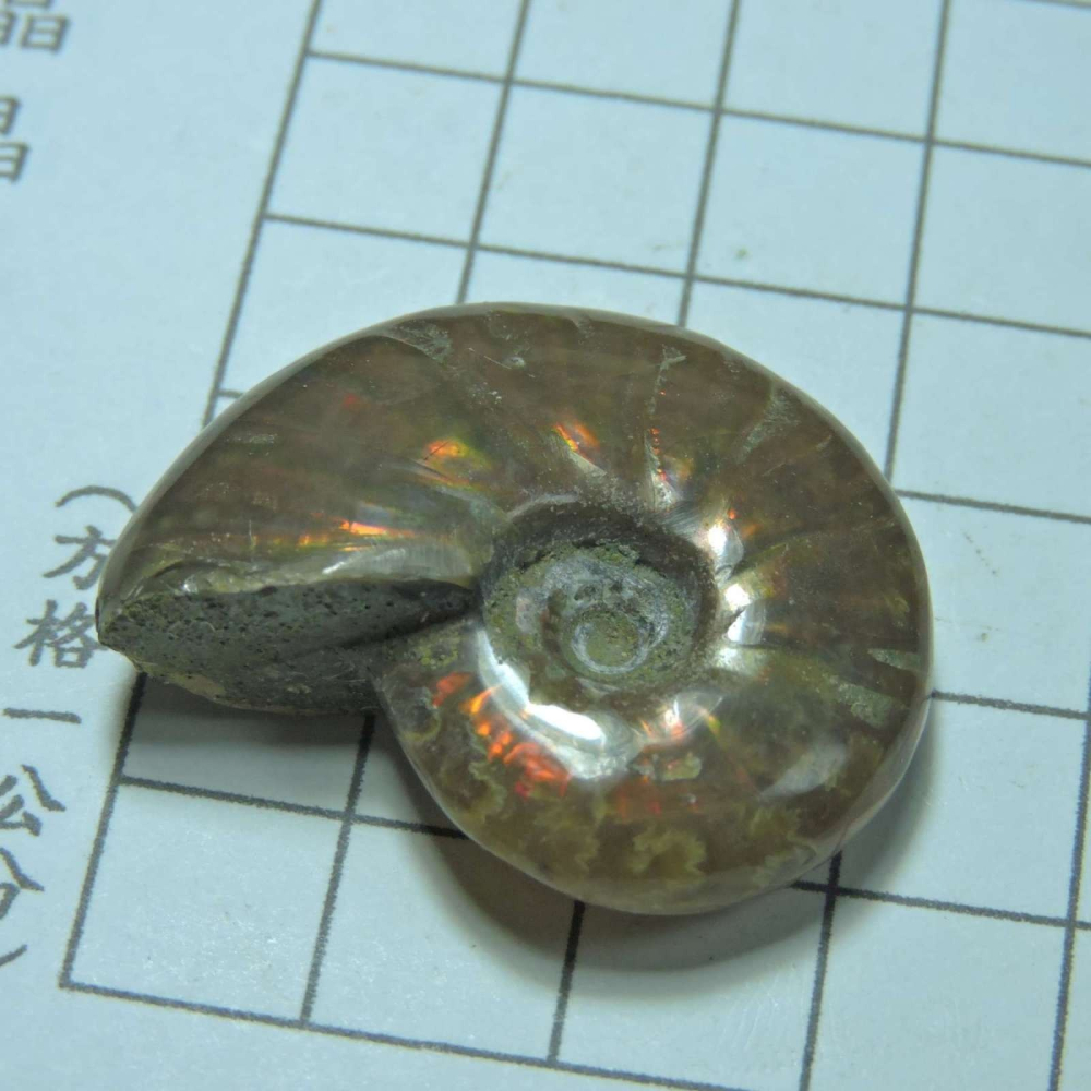 ~1212~斑彩螺菊石~拋光~275-細節圖2