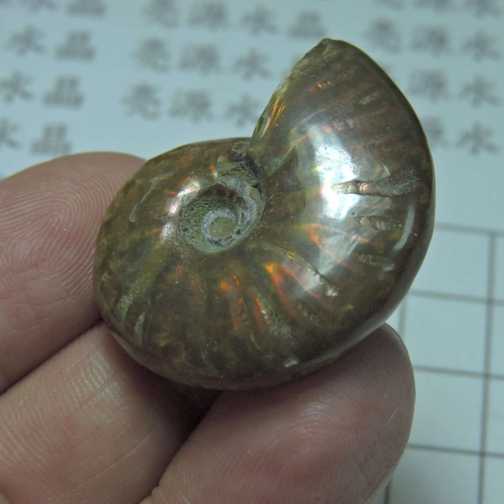 ~1212~斑彩螺菊石~拋光~275-細節圖3