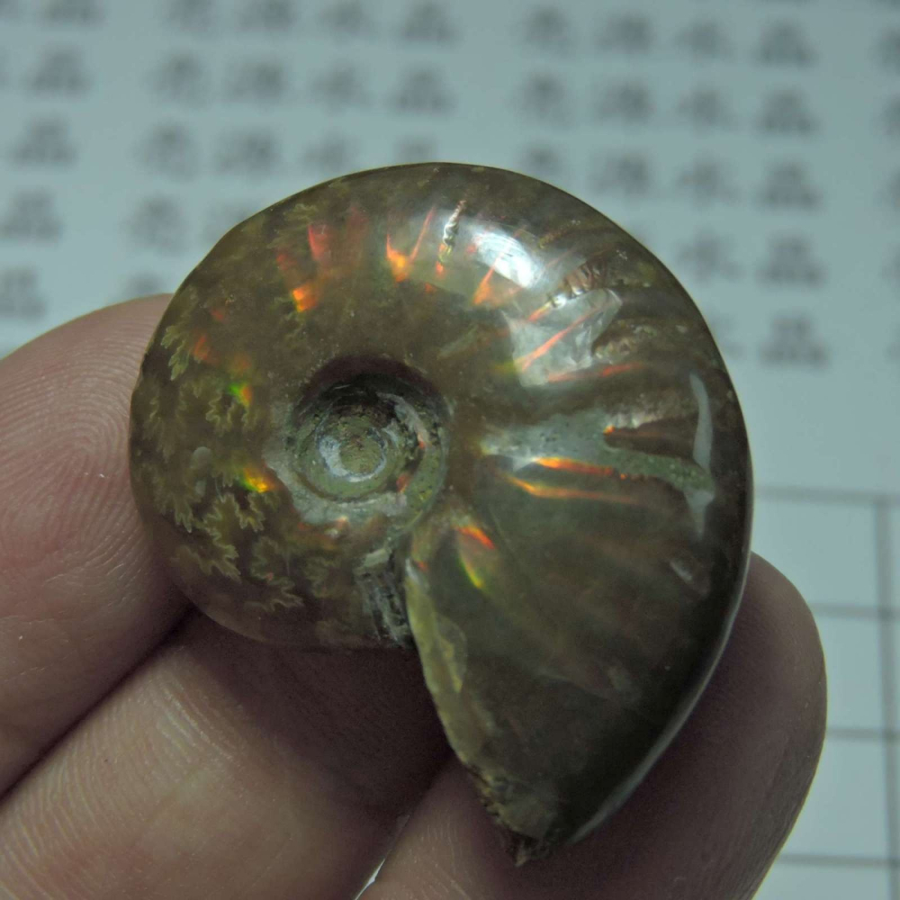 ~1212~斑彩螺菊石~拋光~275-細節圖4