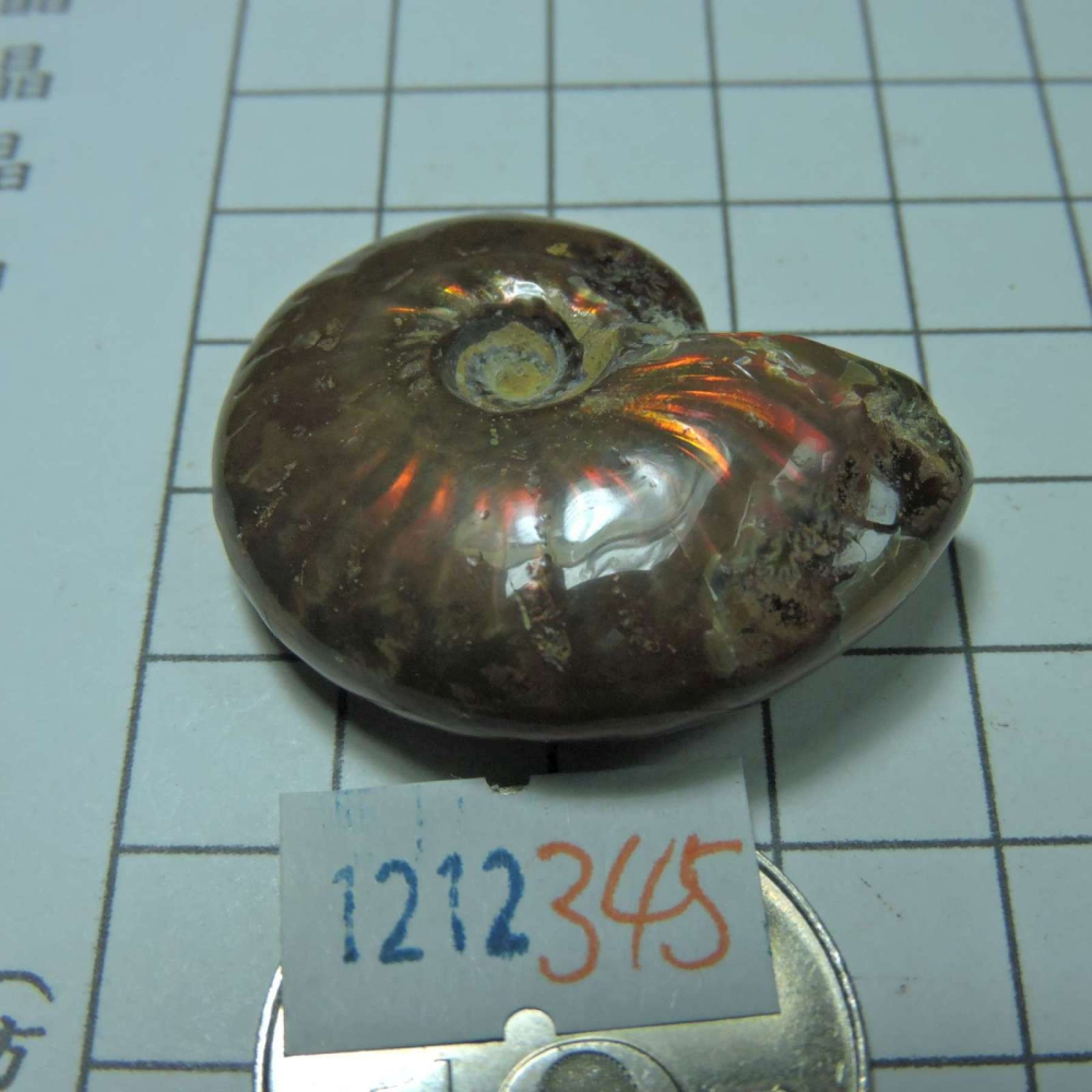 ~1212~斑彩螺菊石~拋光~345-細節圖2