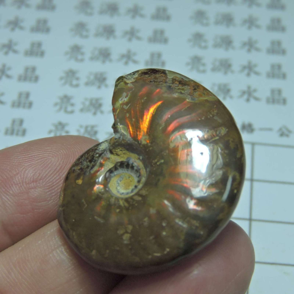 ~1212~斑彩螺菊石~拋光~345-細節圖3