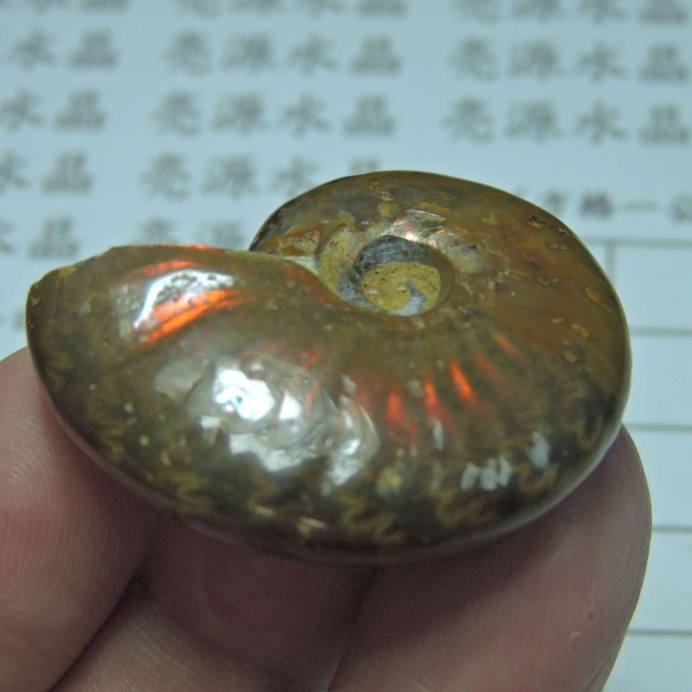 ~1212~斑彩螺菊石~拋光~345-細節圖4