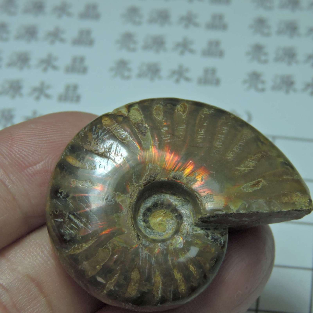 ~1212~斑彩螺菊石~拋光~480-細節圖2