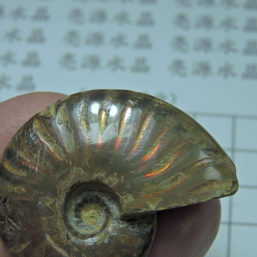 ~1212~斑彩螺菊石~拋光~480-細節圖3