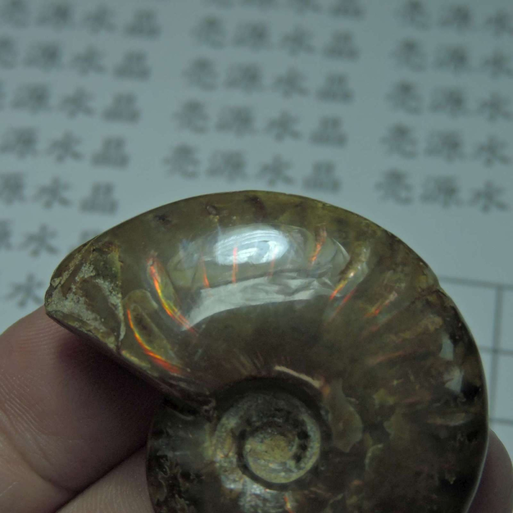 ~1212~斑彩螺菊石~拋光~480-細節圖4