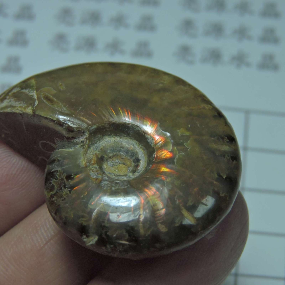 ~1212~斑彩螺菊石~拋光~480-細節圖5