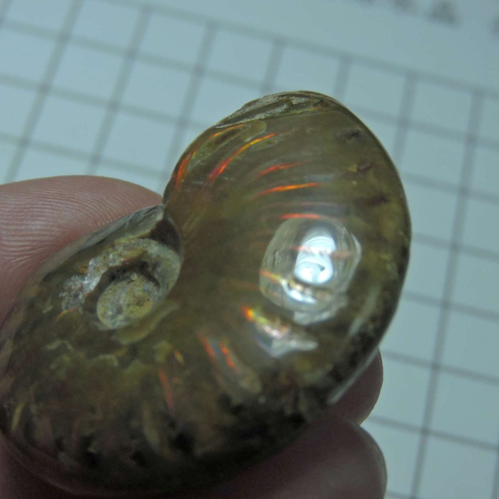 ~1212~斑彩螺菊石~拋光~480-細節圖6