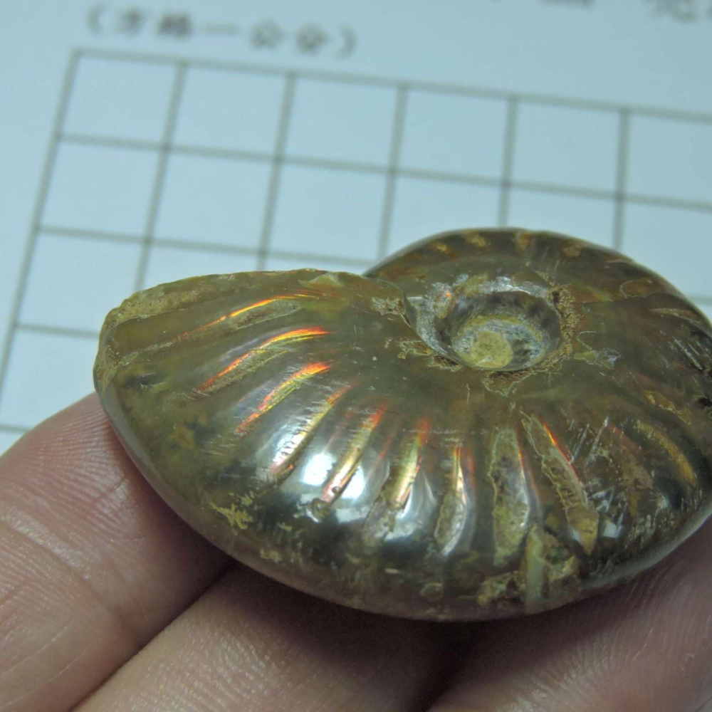 ~1212~斑彩螺菊石~拋光~480-細節圖7