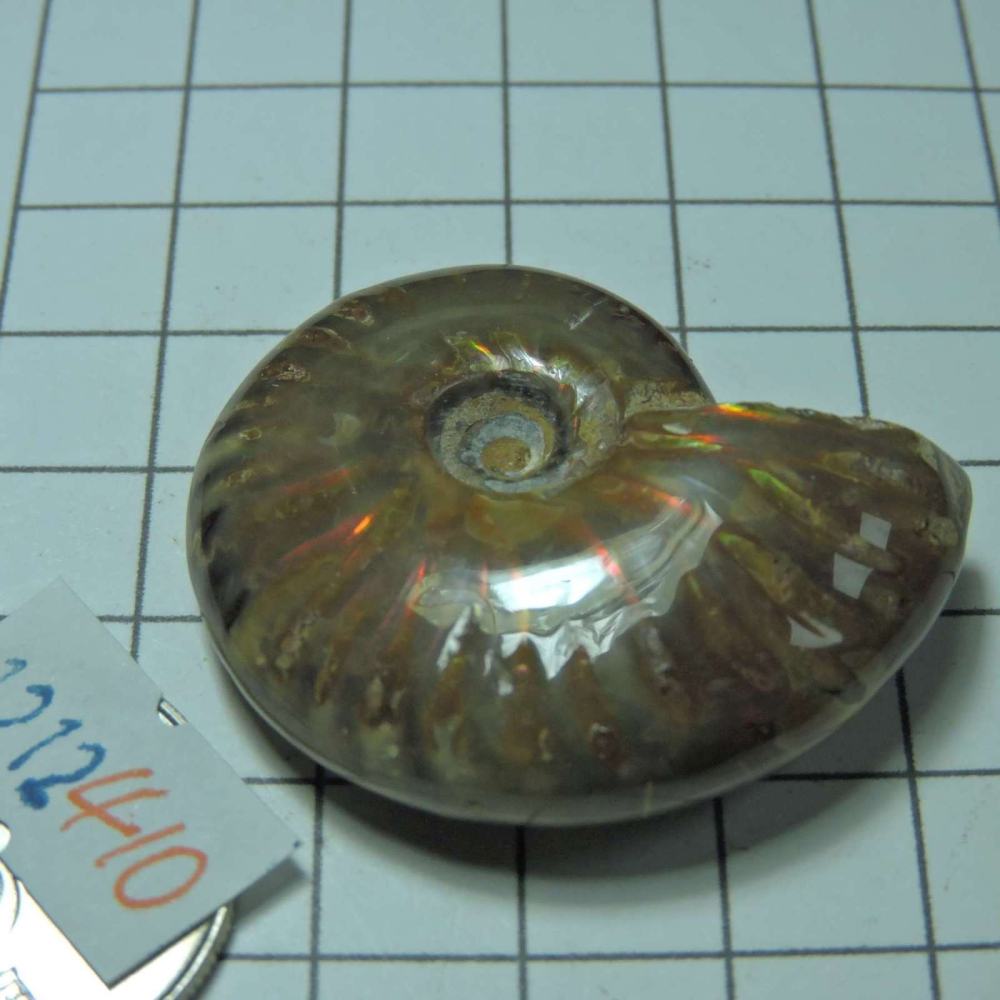 ~1212~斑彩螺菊石~拋光~410-細節圖2