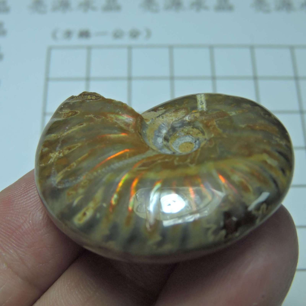 ~1212~斑彩螺菊石~拋光~410-細節圖3