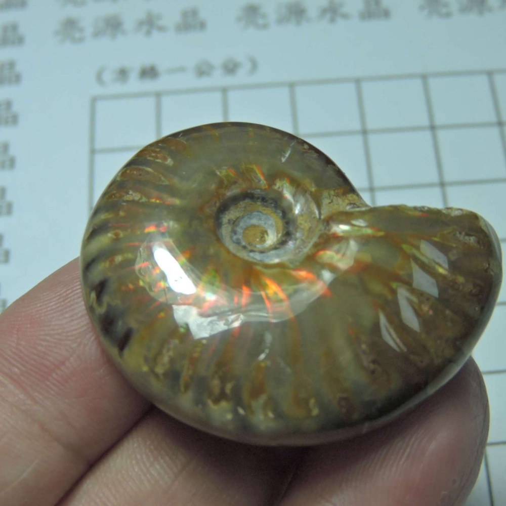 ~1212~斑彩螺菊石~拋光~410-細節圖4